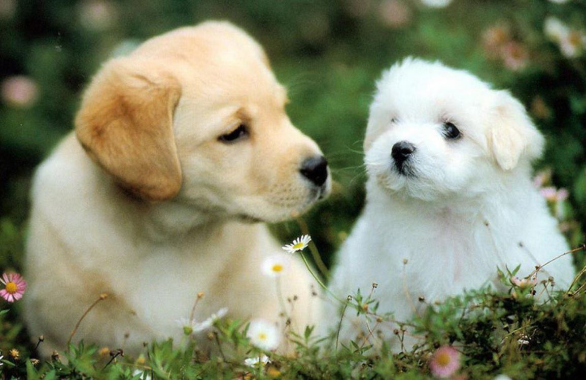Tử vi trọn đời tuổi Giáp Tuất 1994 nữ mạng
